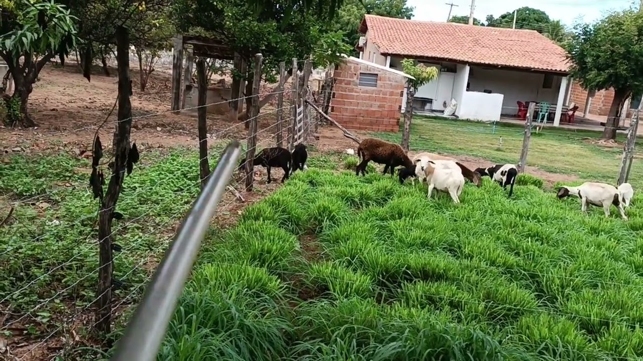 OVINOS PASTANDO NO BRS TAMANI, PIQUETIADO COM CERCA ELÉTRICA😍🐏