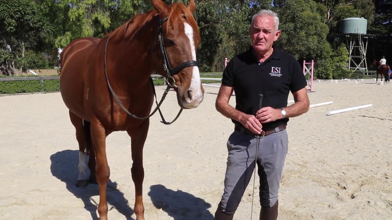 The benefits of in-hand training with Andrew McLean