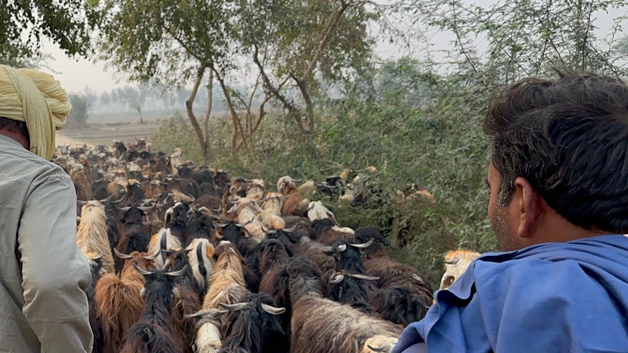 My beautiful village new farming video 12 march 2026