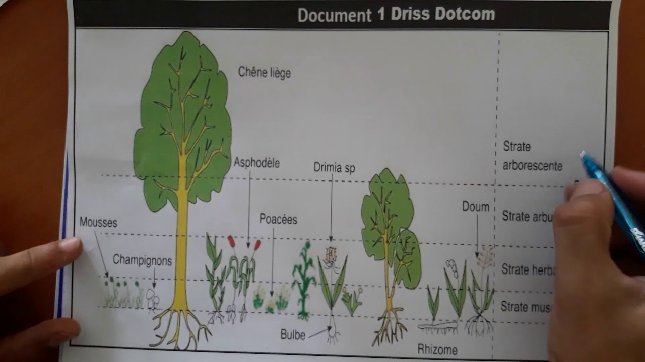 La Sortie écologique  Sciences de la Vie et de la Terre (SVT) TCS BIOF Partie 1 - continuité -