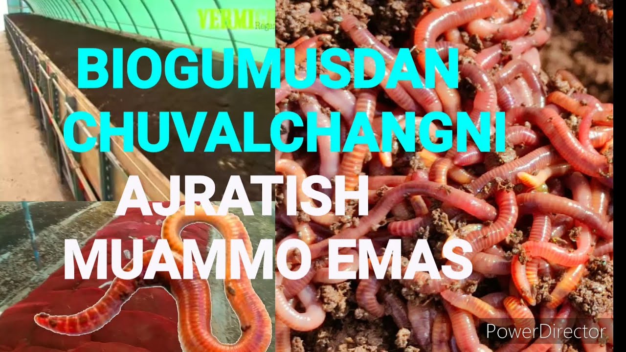 BIOGUMUSDAN CHUVALCHANGNI AJRATISH MUAMMO EMAS /BIOGUMUS BIZNES/CHUVALCHANG BIZNES