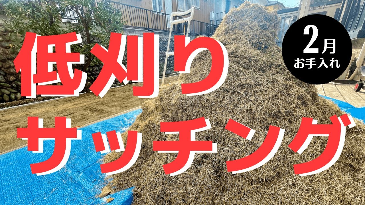 2月の芝生手入れ。更新作業で低刈りとサッチングをしました。【芝生VLOG】