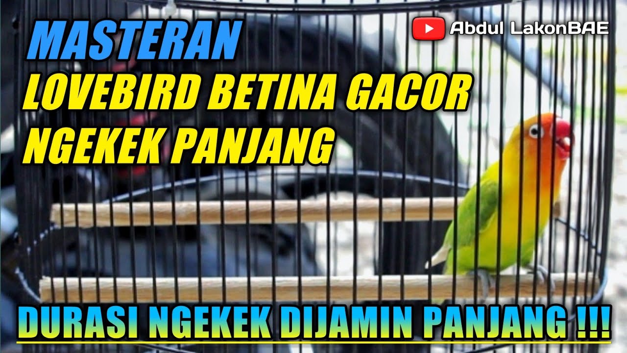 Masteran LOVEBIRD BETINA Gacor Durasi Panjang. Wajib Coba !!!