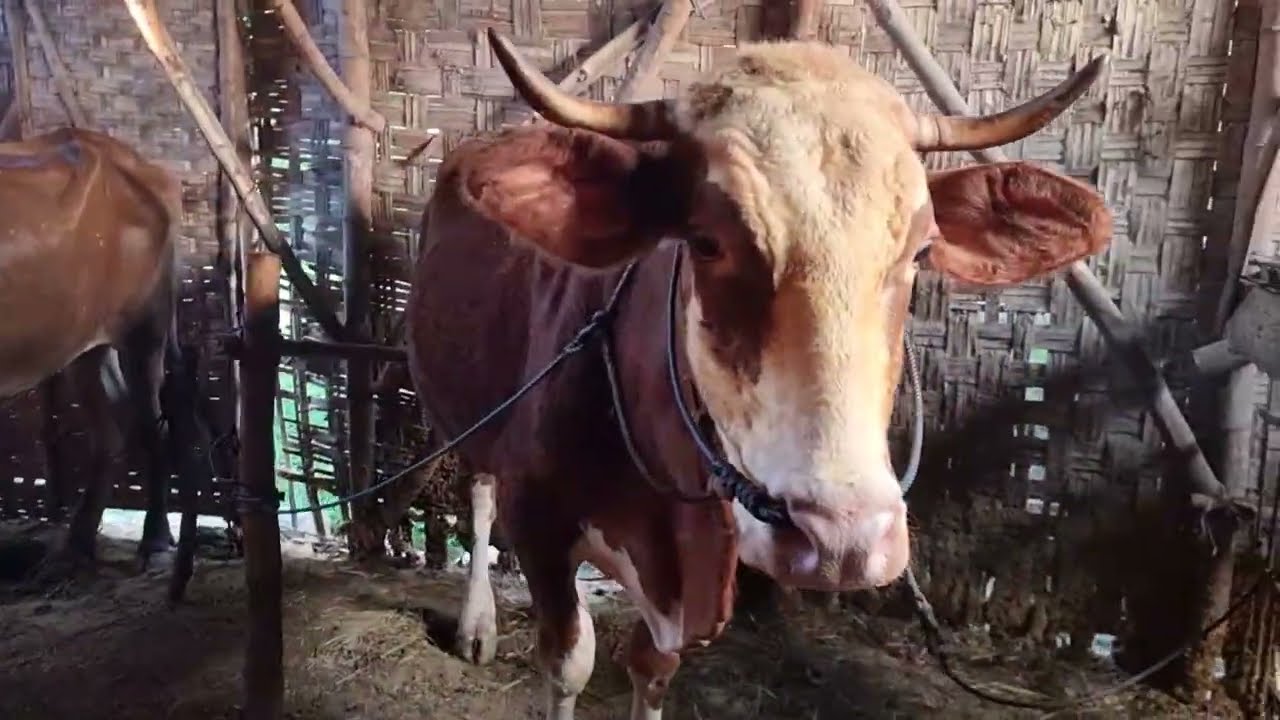 H446 Combor Sapi Simental Hamil-H140 Di Pagi Hari | Minggu 15 Maret 2026