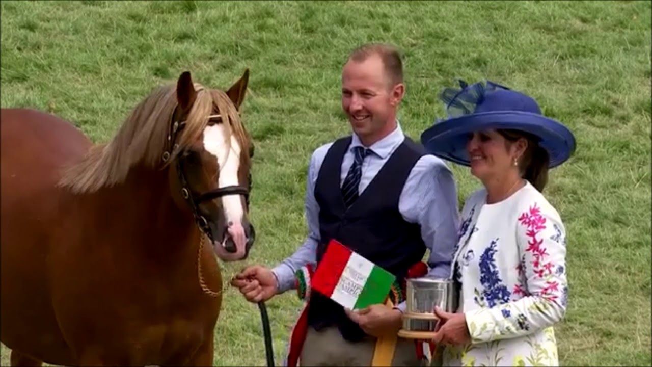 Stougjeshoeve Stud RWAS 2018