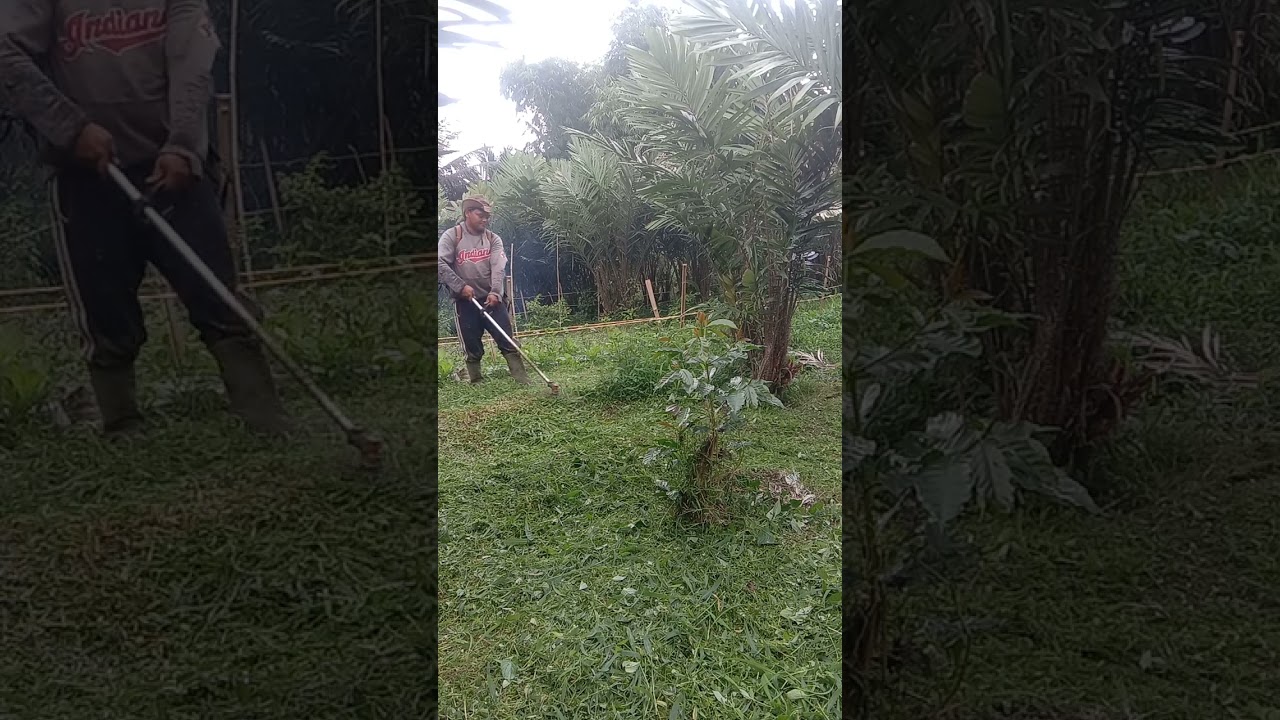 Lagi memotong rumput di kebun salak 