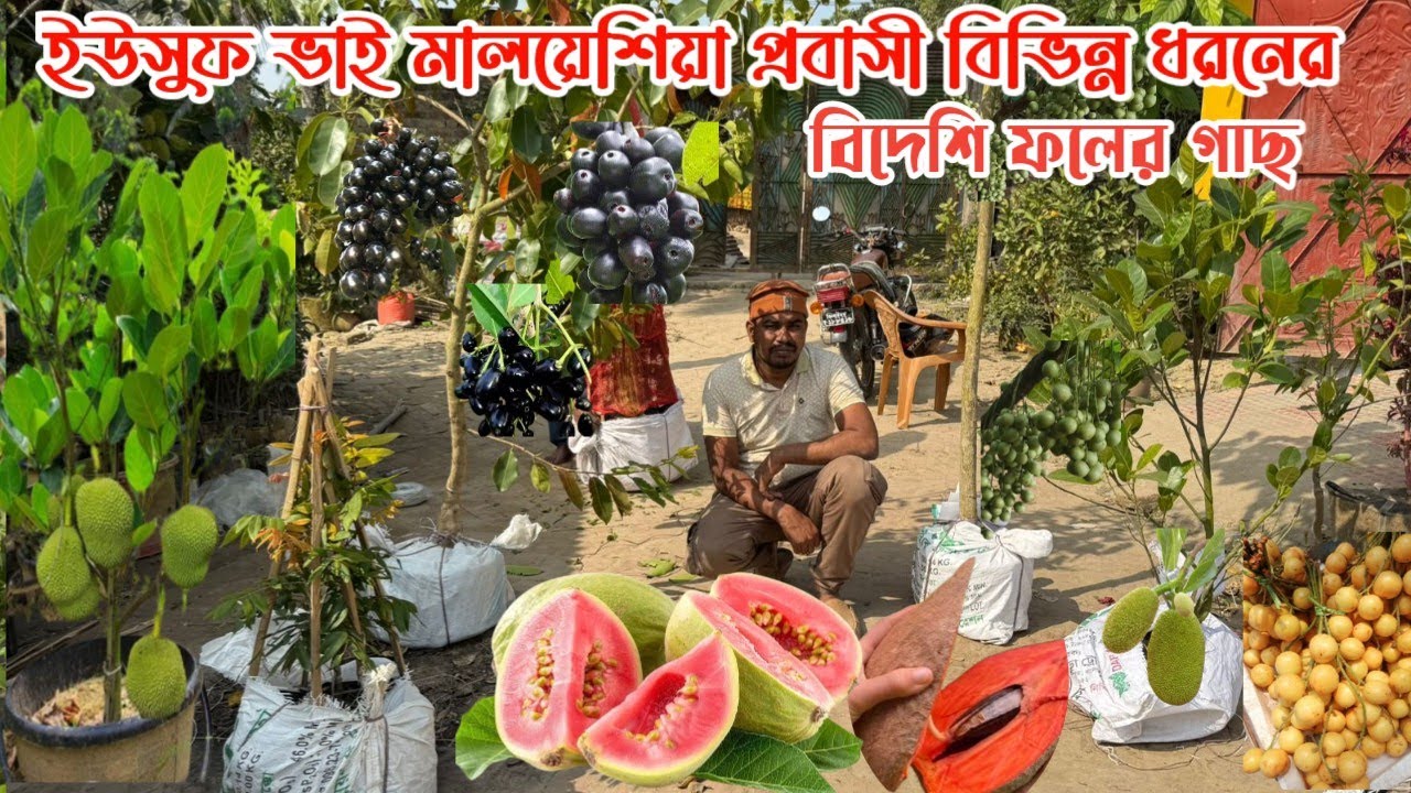 ইউসুফ ভাই এবং হোসেন ভাই দুই প্রবাসী ভাইয়ের বিভিন্ন ধরনের বিদেশি ফলের গাছগুলো কুরিয়ার করলাম