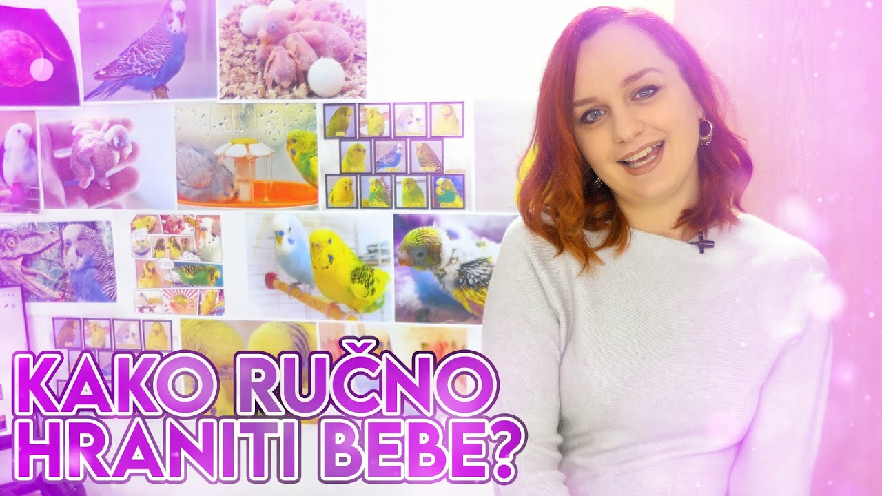 Kako hraniti bebe tigrice papagaja? NOVI UPDATE