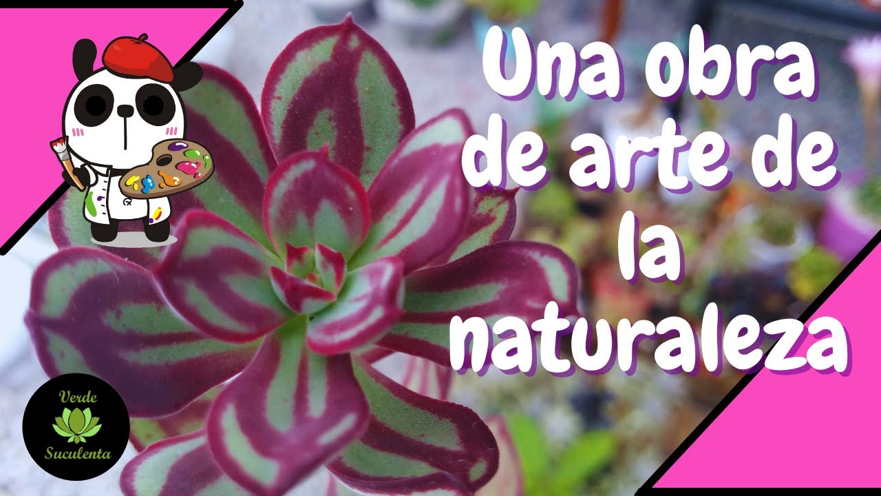 😊Que te encantará, ¿ya conoces a la hermosa ECHEVERIA NODULOSA?😲🌺👀