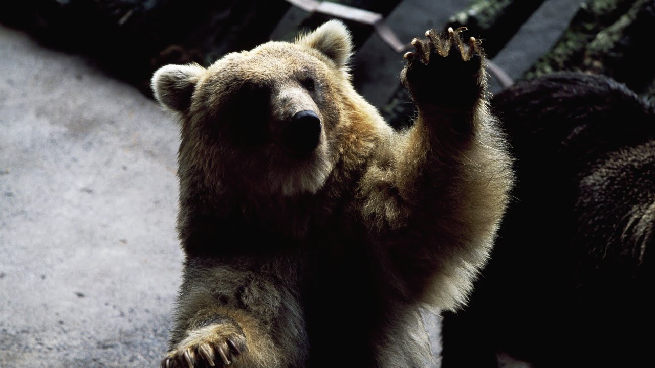 Japan is battling an unprecedented wave of bear attacks