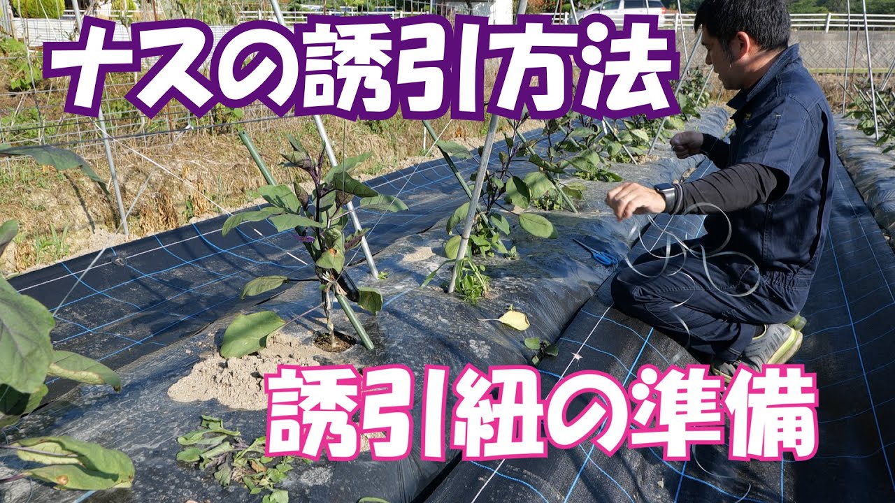 ナス4本仕立ての誘引・誘引紐準備20/6/9＃994