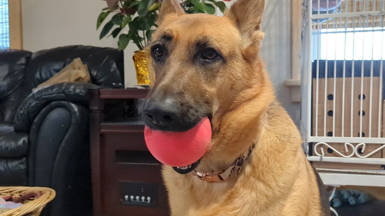 How I Train My Dog Part 2