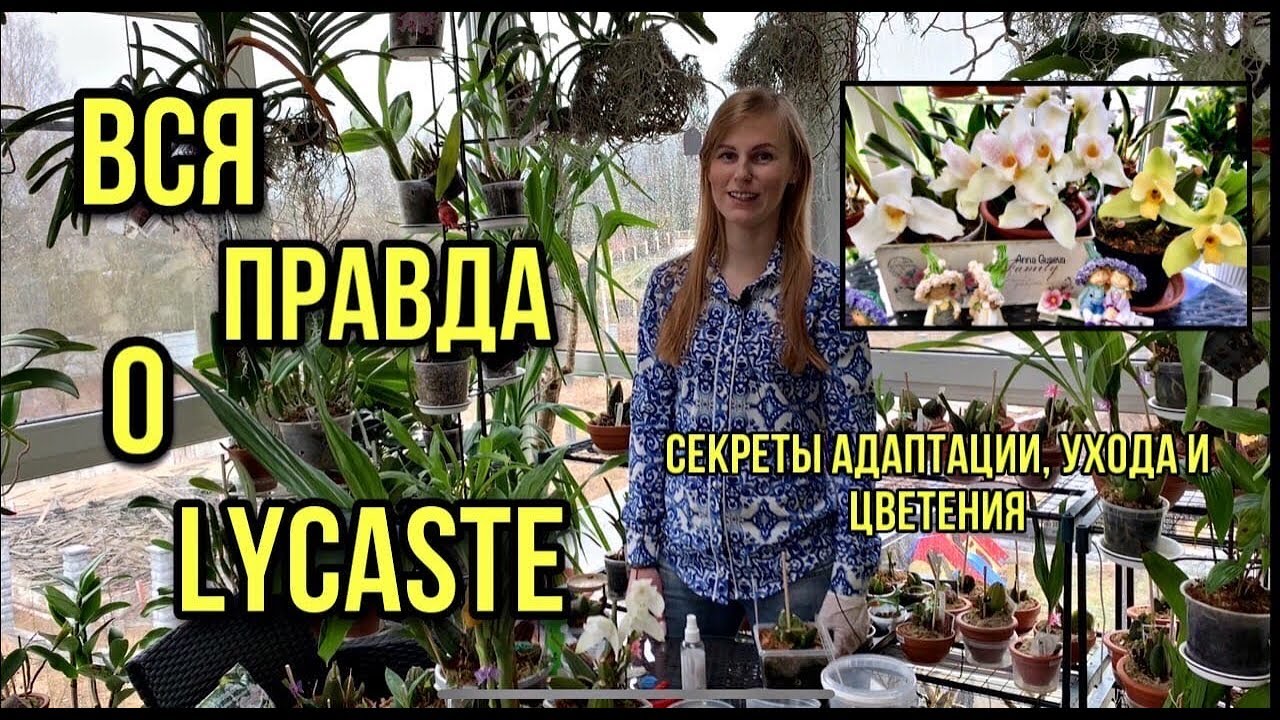 Вся правда об орхидеи Lycaste