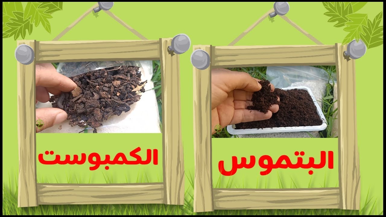 ما هو البيتموس؟ ما هو الكمبوست؟ و ما الفرق بينهما 🌱