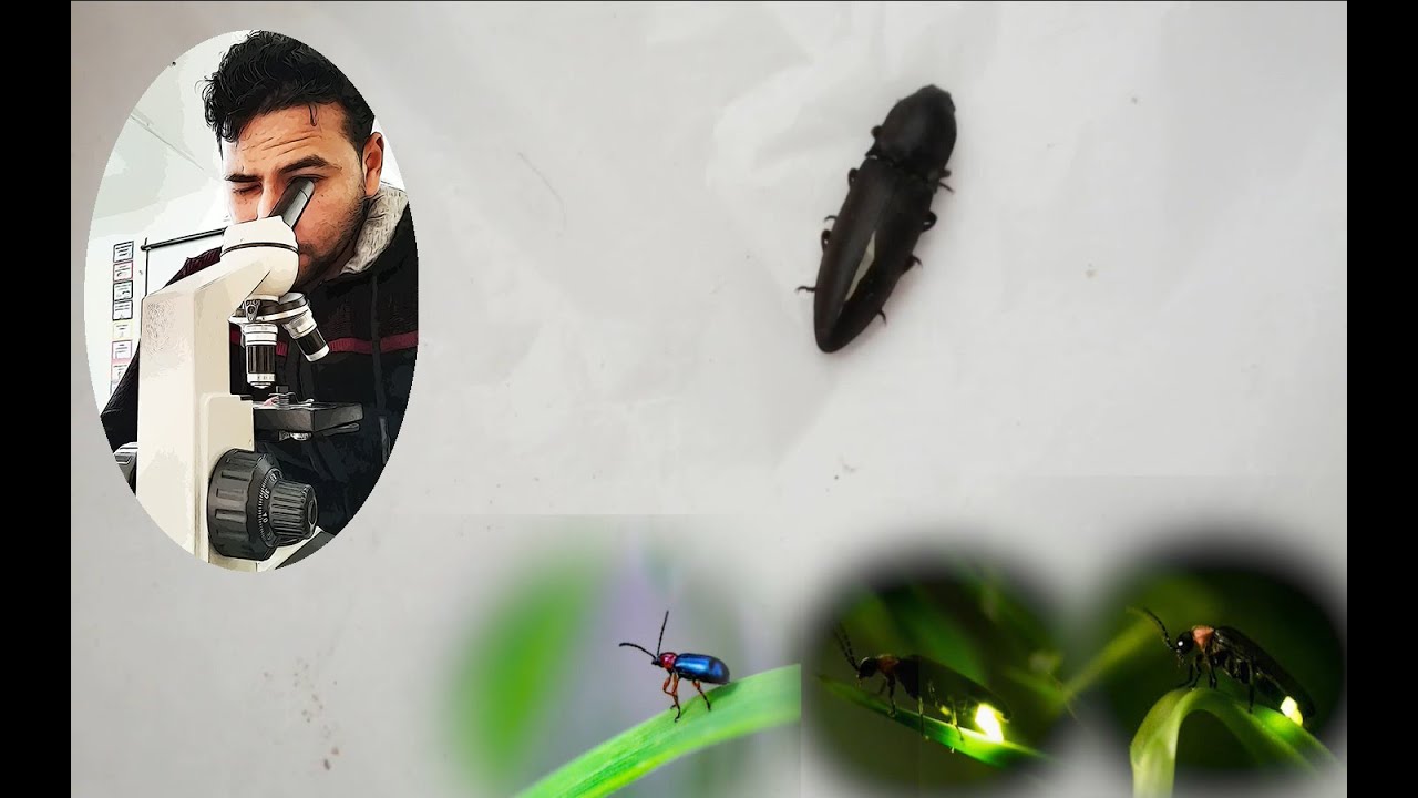 الفرقع لوز wireworm , clickbeetle , الخنفس الطقاق , غمديات الاجنحة ، الخنافس المضيئة