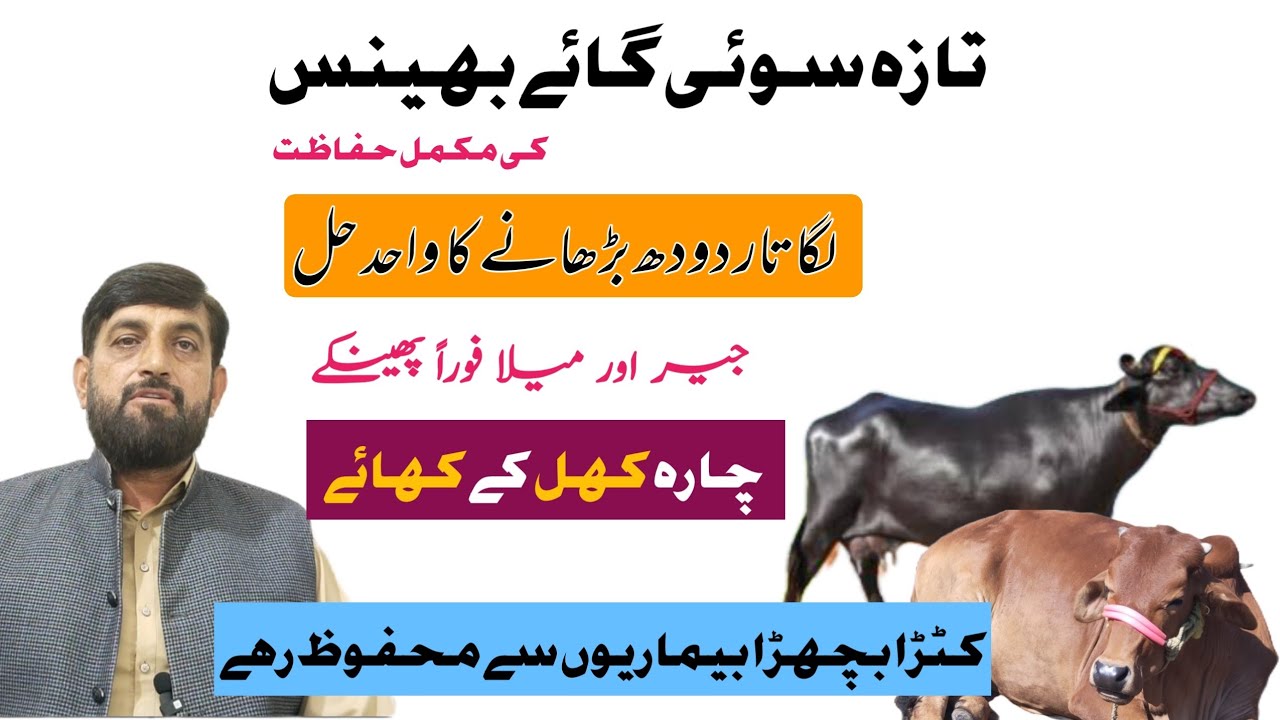 Taza سوئی Gaye Bhains Ka دودھ Barhanay jair Aur میلا پھینکنے Ka World Best Tarika | Care of Cow