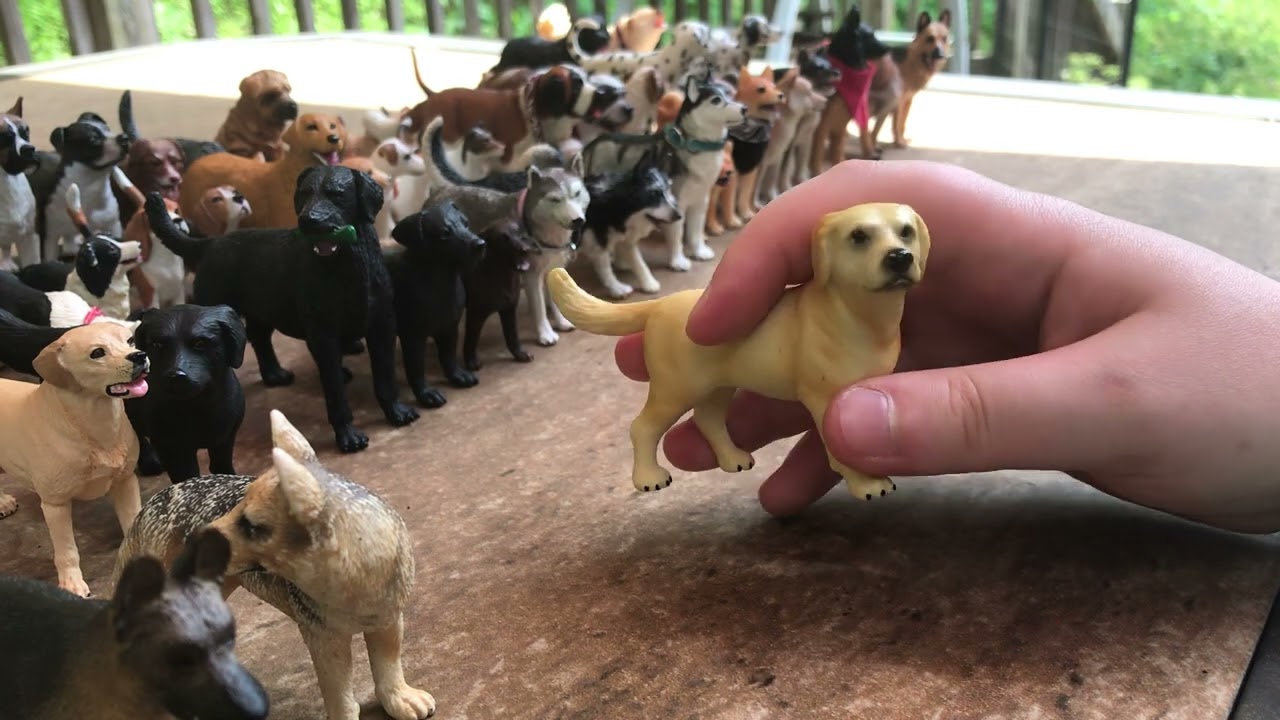 Dog Collection Tour 2025 Part 1