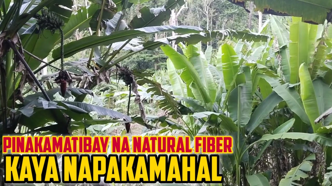MAGKANO ANG POSSIBLENG INCOME SA ABACA FARMING. ANO ANG MGA KAILANGAN, GAANO KATAGAL MAKAPAGHARVEST