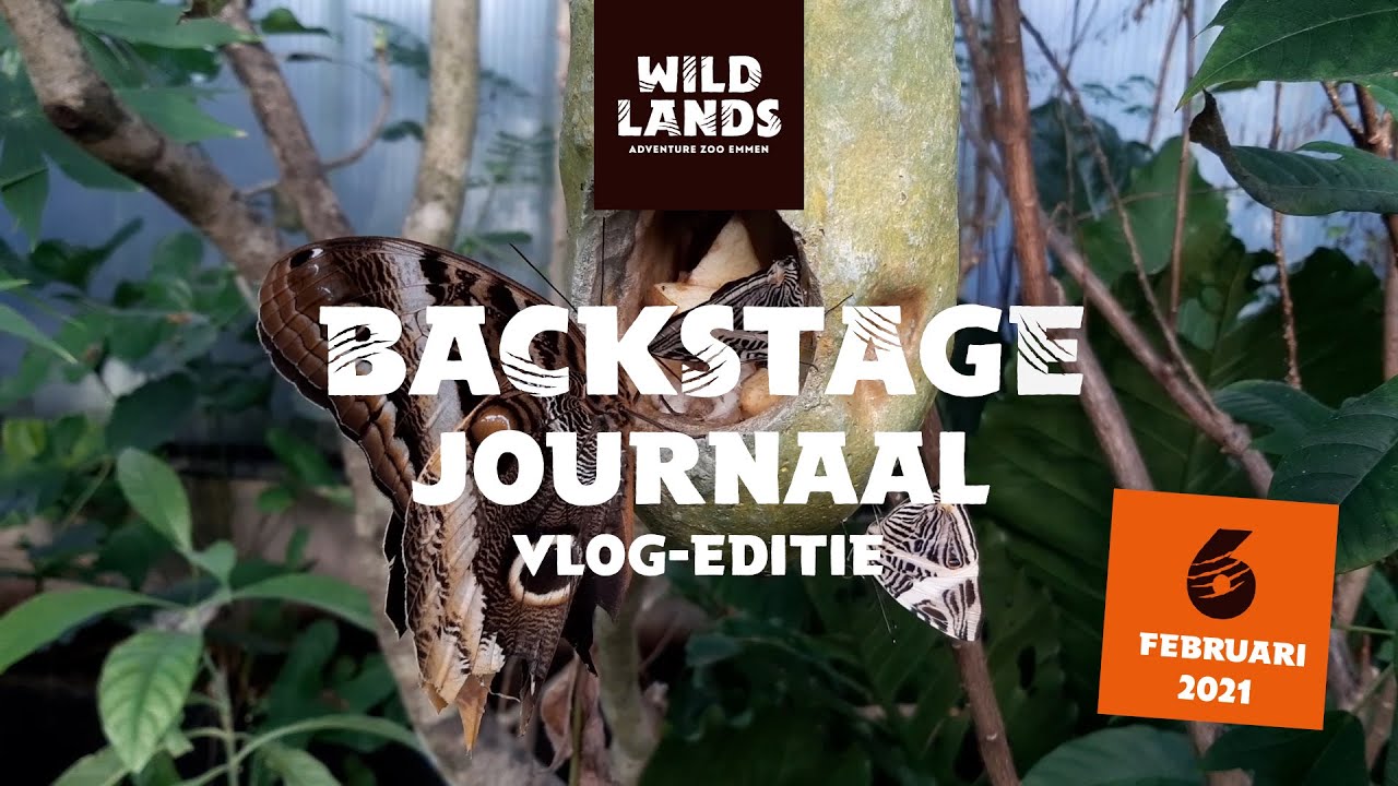 WILDLANDS Backstage Journaal vlog-editie 6 februari 2021