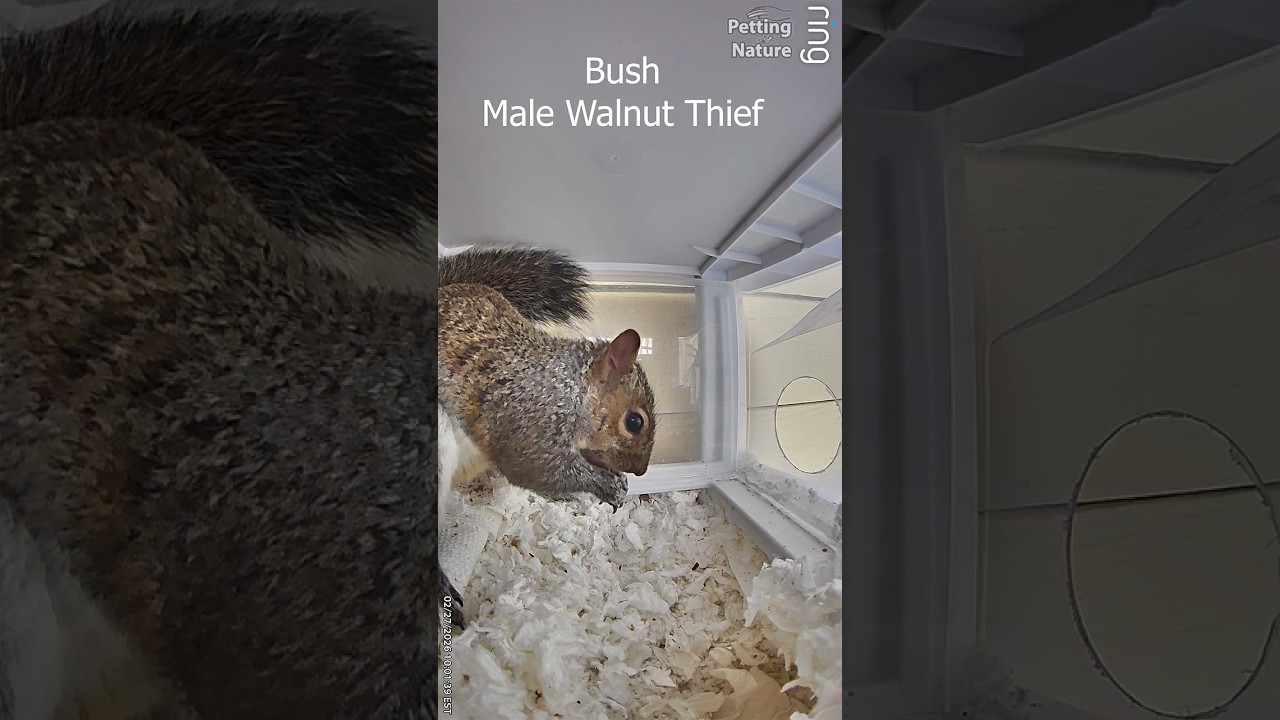 Sweet Squirrel gets Vocal after Home Walnut Theft #squirrelnest #drey #wildlife