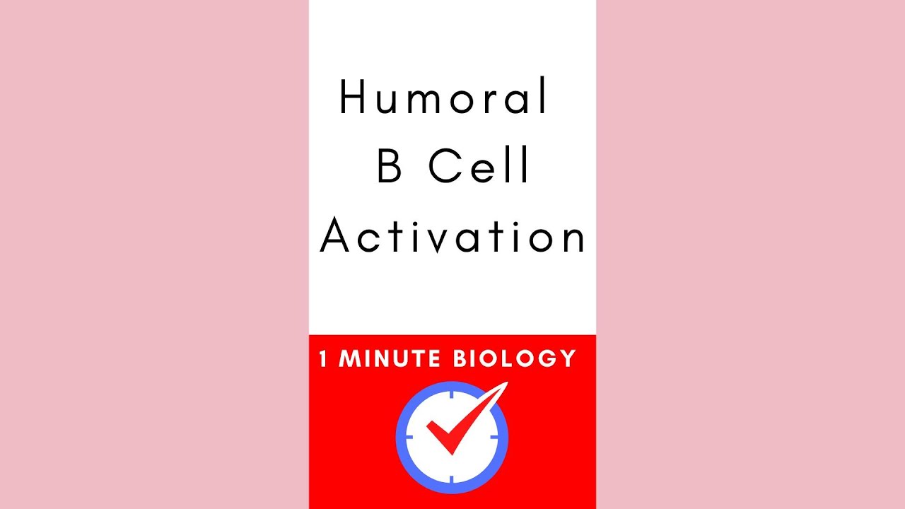 Humoral B Cell Activation 