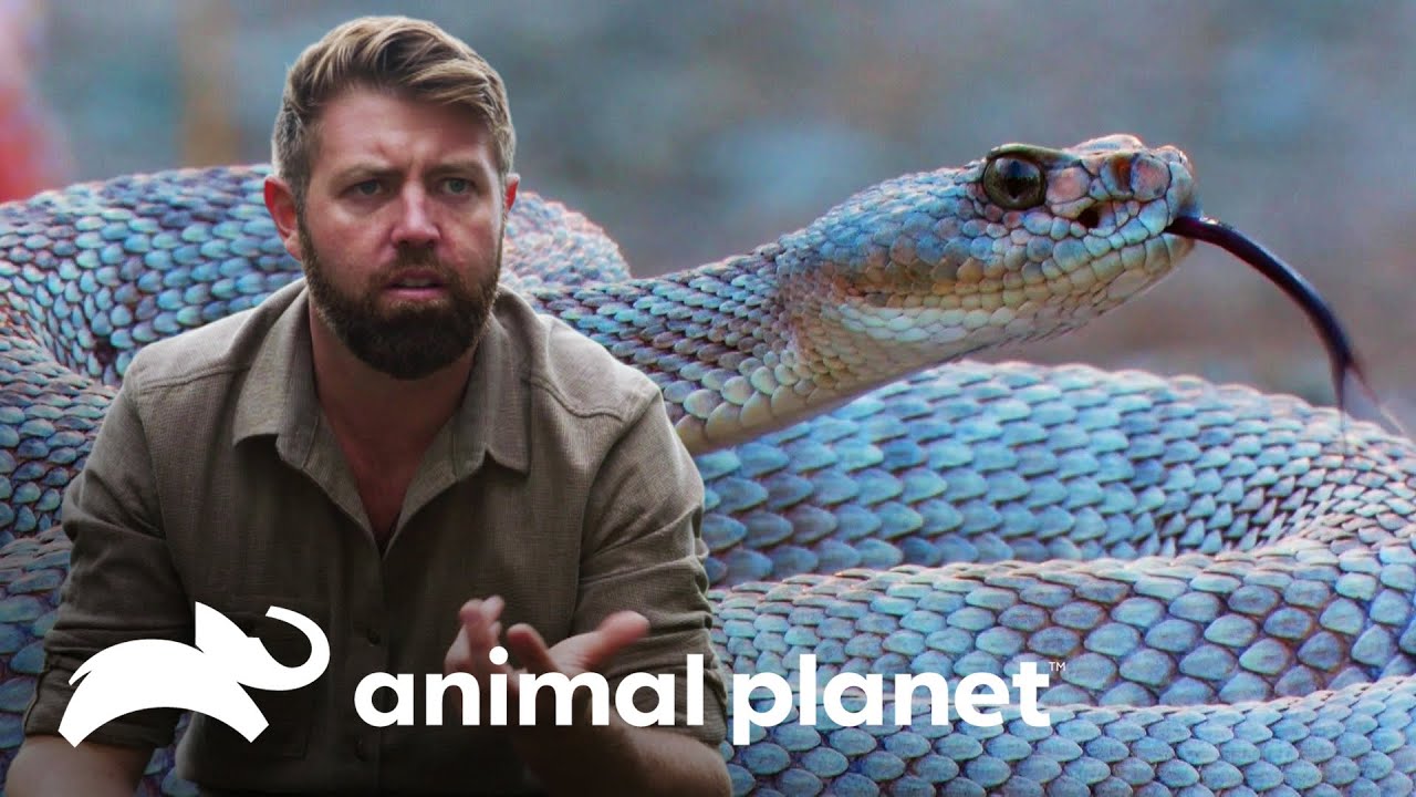 ¿Una serpiente de cascabel sin cascabel? | Misterios del Mundo Animal | Animal Planet