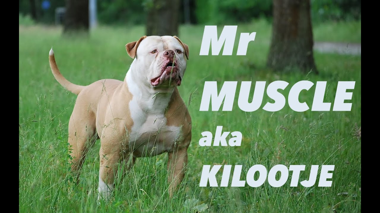 Tough Enough Mr Muscle American Bulldog