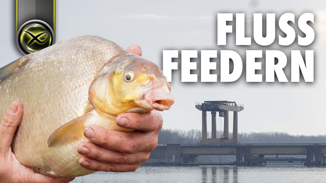 Frühjahrs Feedern am großen Fluss