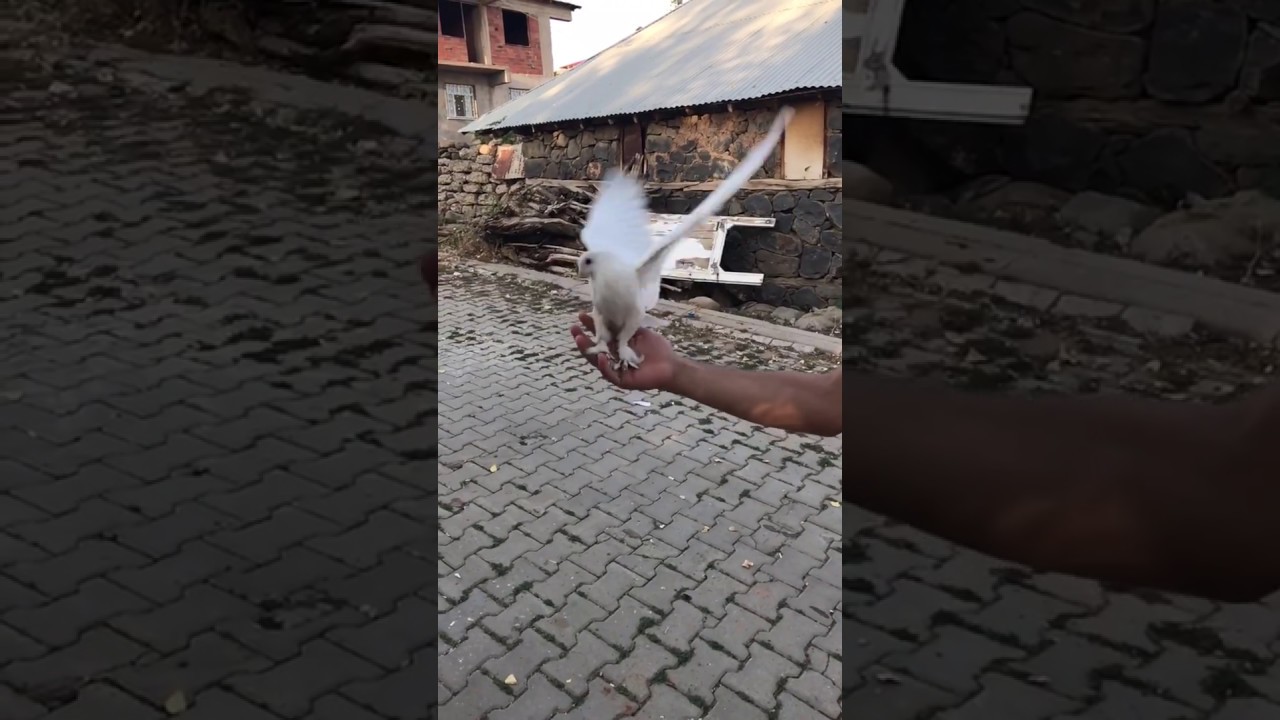 Avucunun İ&ccedil;inde Takla Atan S&uuml;t Beyaz G&uuml;vercin - G&uuml;vercin Ailesi