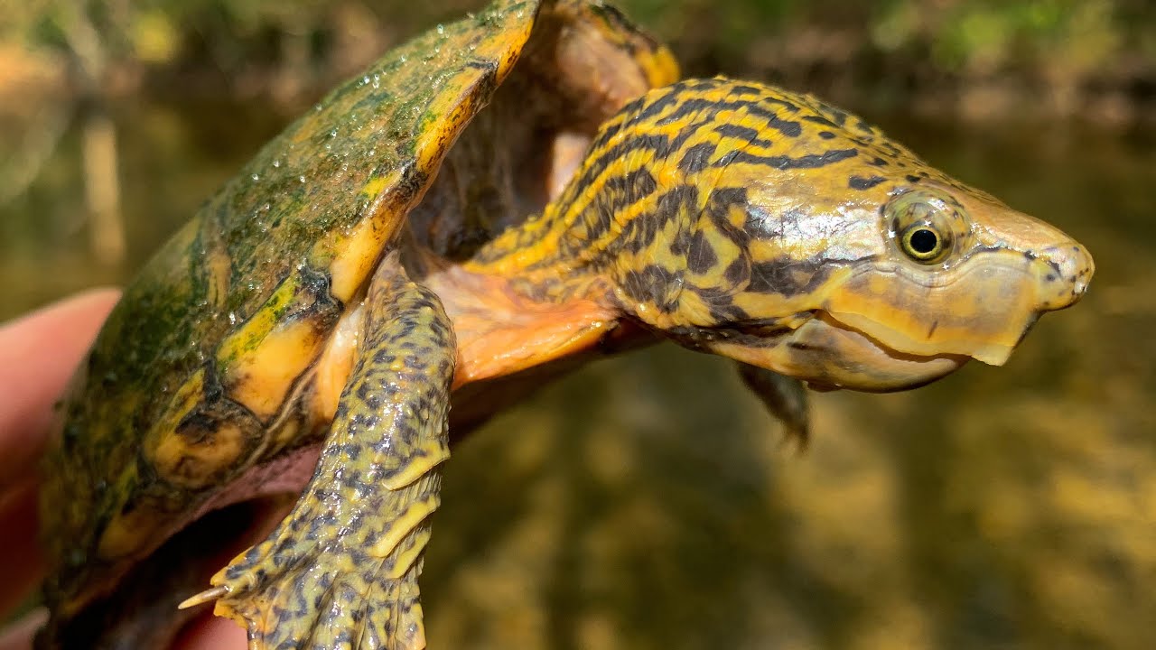 How many musk turtles can i catch!? Fall turtle activity is here!