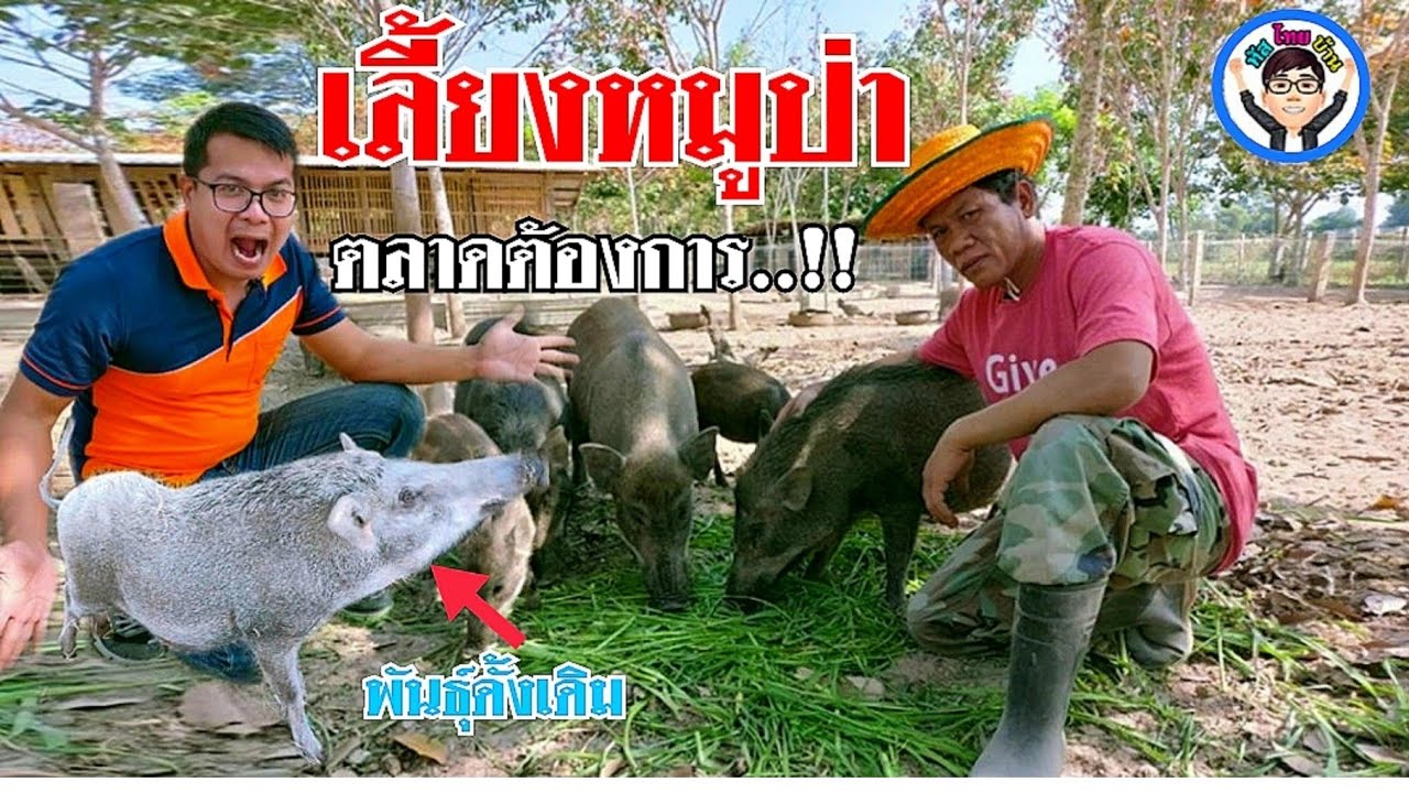 เลี้ยงหมูป่า อาชีพเสริม รายได้ตลอดปี ธนกฤตฟาร์ม บ.หนองขุมเหล็ก ต.ห้วยหินลาด อ.สุวรรณภูมิ จ.ร้อยเอ็ด