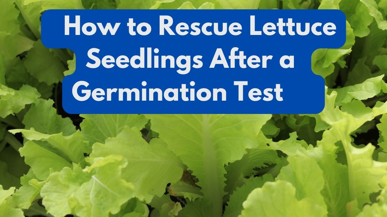 How to Rescue Lettuce Seedlings After a Germination Test