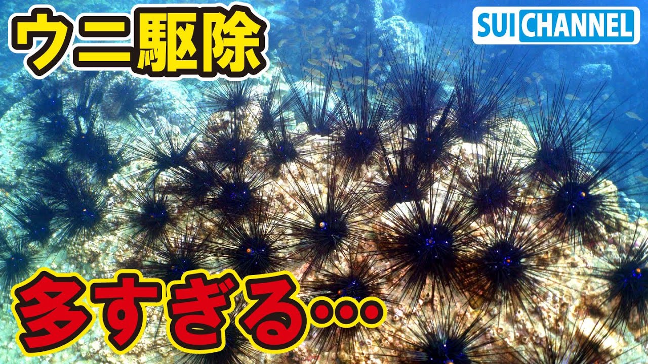 【ウニ駆除】なにこれ…ウニが大量すぎてヤバい