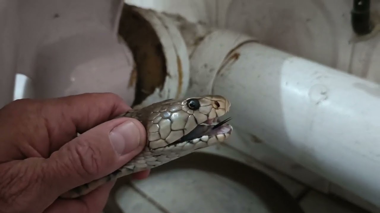 MOZAMBIQUE SPITTING COBRA FOUND IN FAMILY'S BATHROOM!!