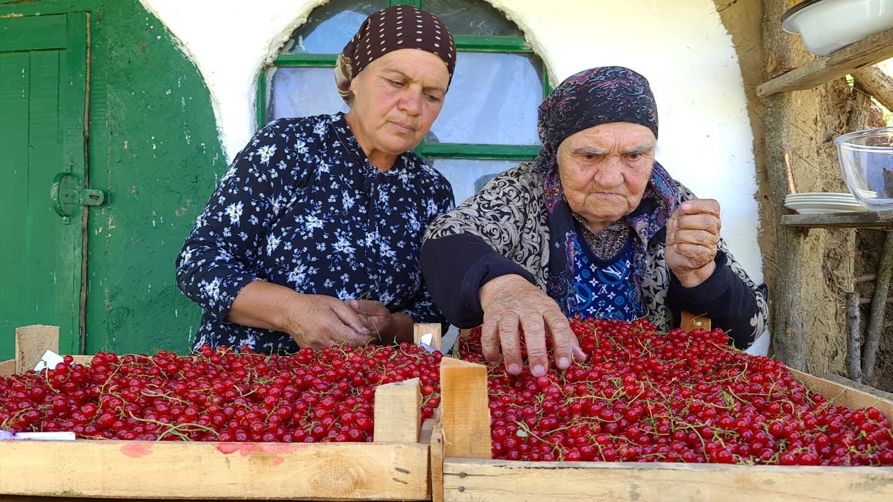 Собрали 15 Килограмм Красной Смородины и Приготовили Желе и Пирог с Бабушкой