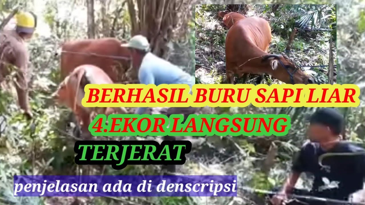 berburu sapi liar pakai jerat langsung 4 ekor terperangkap part.2