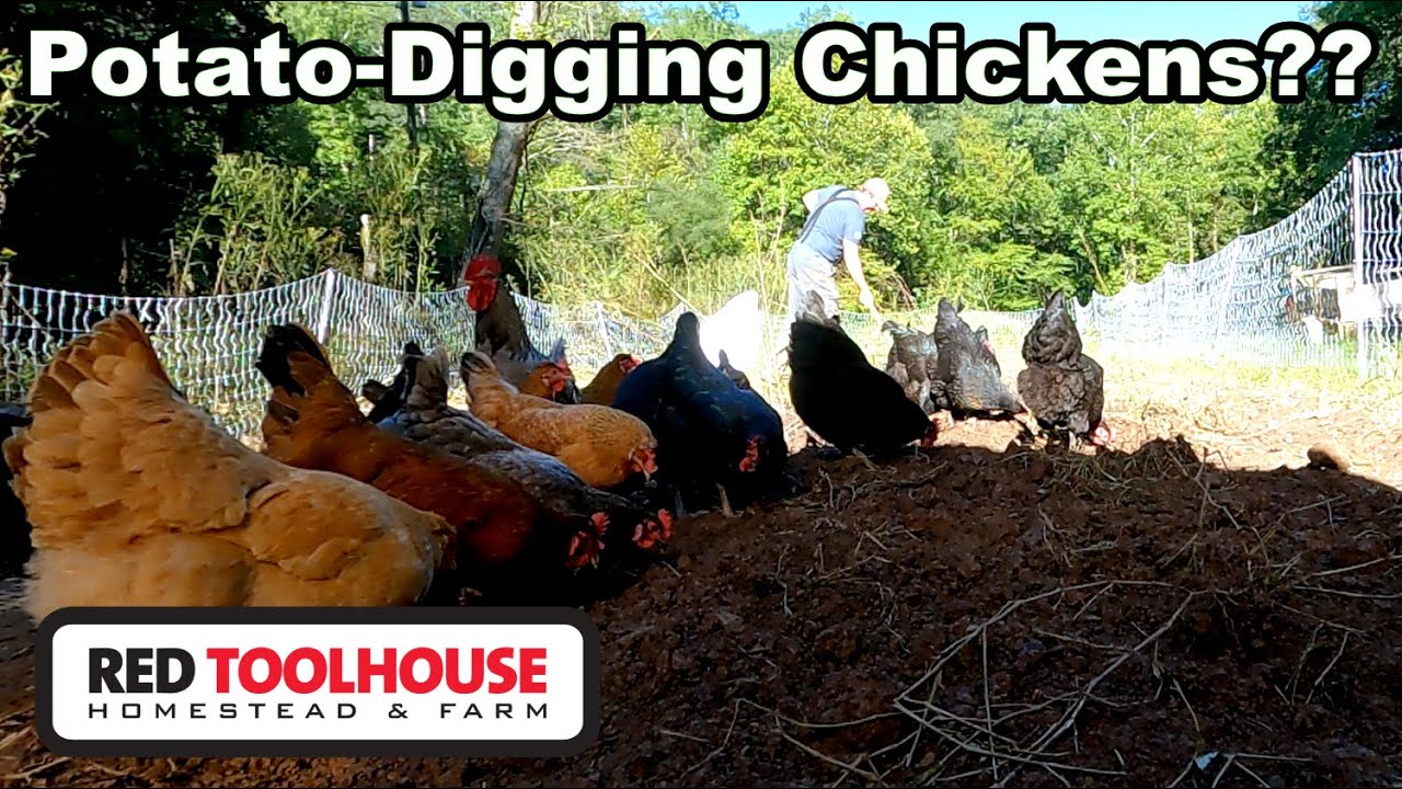 Can Chickens Help Dig Potatoes (or will they just EAT them)??