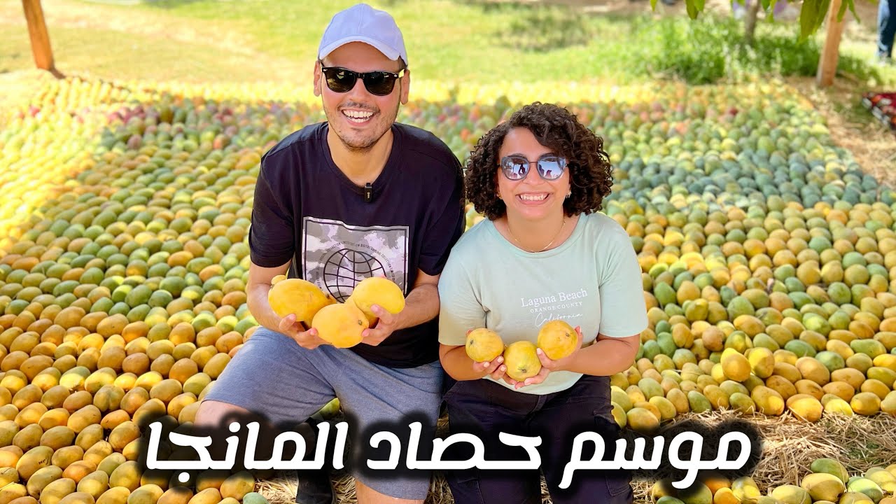 وصلنا الاسماعيلية عشان نحضر موسم حصاد المانجا فى مصر الجميلة 🥭❤️