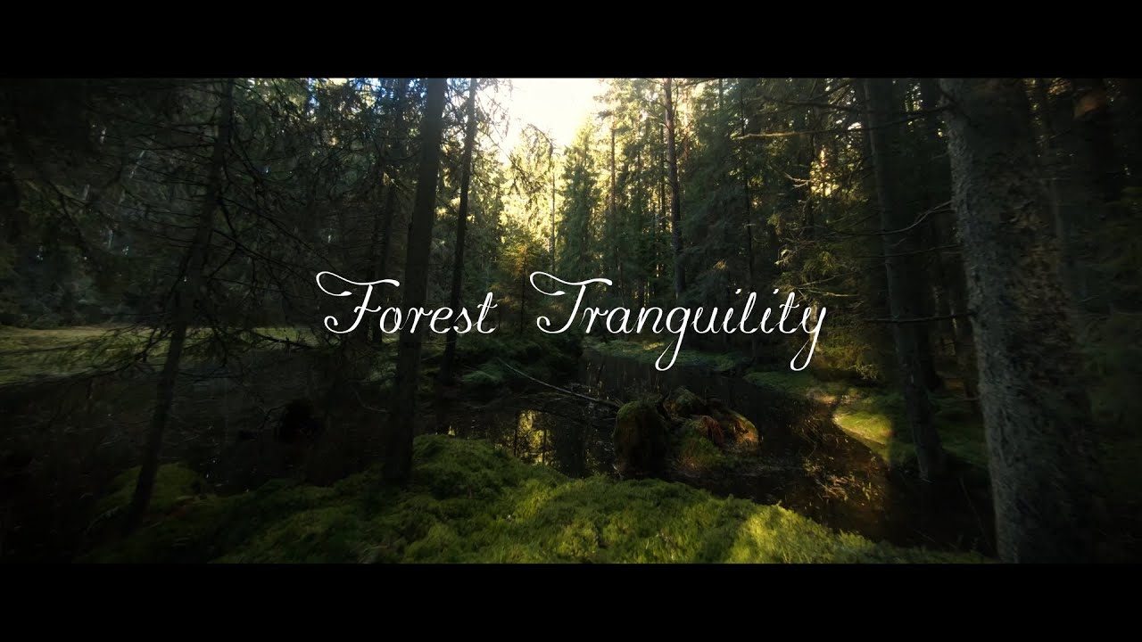 Flying a drone in a thick forest
