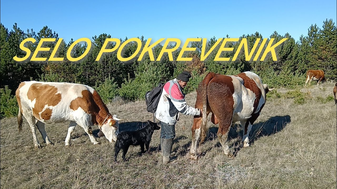 Selo Pokrevenik- Krave-Stara planina