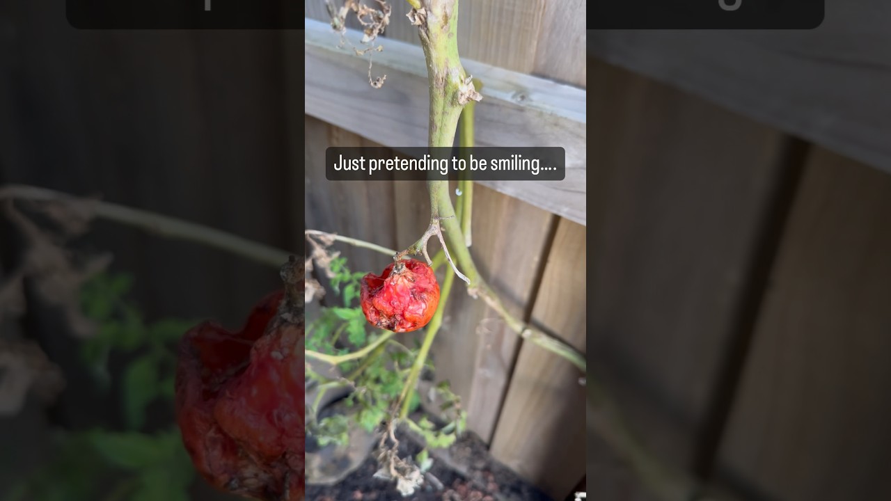 Garden Fail #gardening #plants #organic #gardeningaustralia @GardeningAustralia