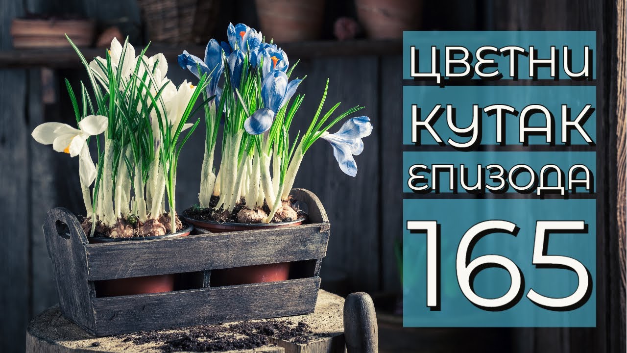Cvetni kutak ep. 165 05.01.2023. Gardenija, NTC klub Novi Sad, jorgovan, ileks, Kopaonik, oleander