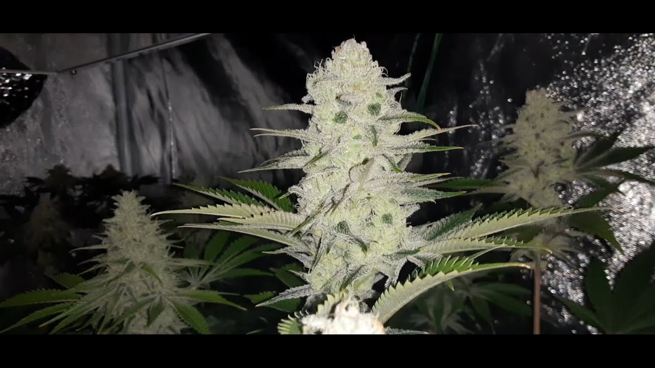 PLATINUM KUSH BREATH REMIX GORGEOUS BUDS #PHENO #8