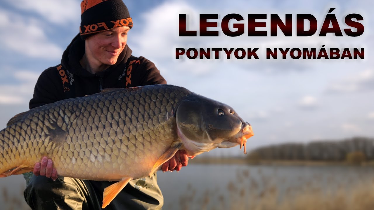 NINCS olyan, hogy NEM eszik a hal?!😳🌊🐳 - Legend&aacute;s pontyok nyom&aacute;ban⚡ (1. r&eacute;sz)