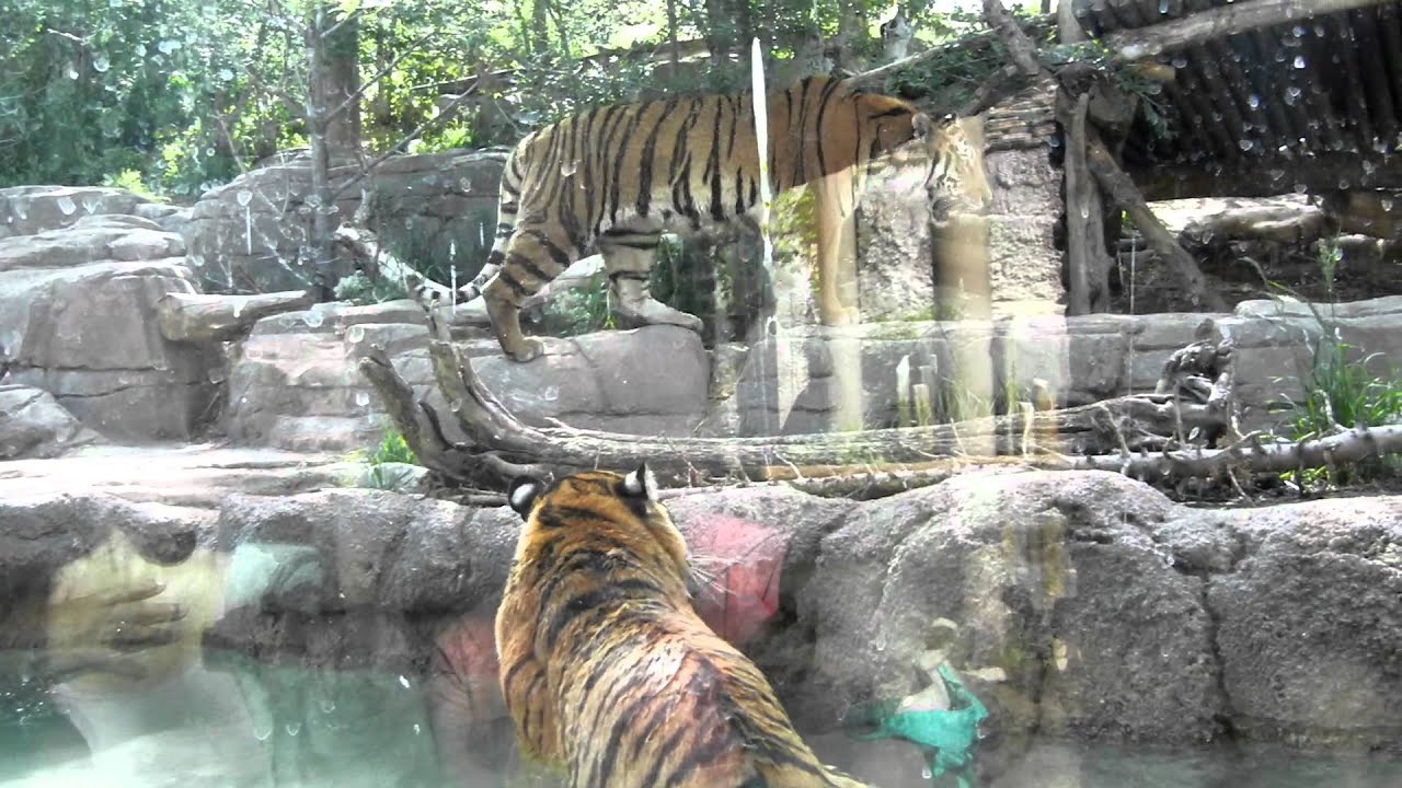 Tiger Battle at the Hogle Zoo