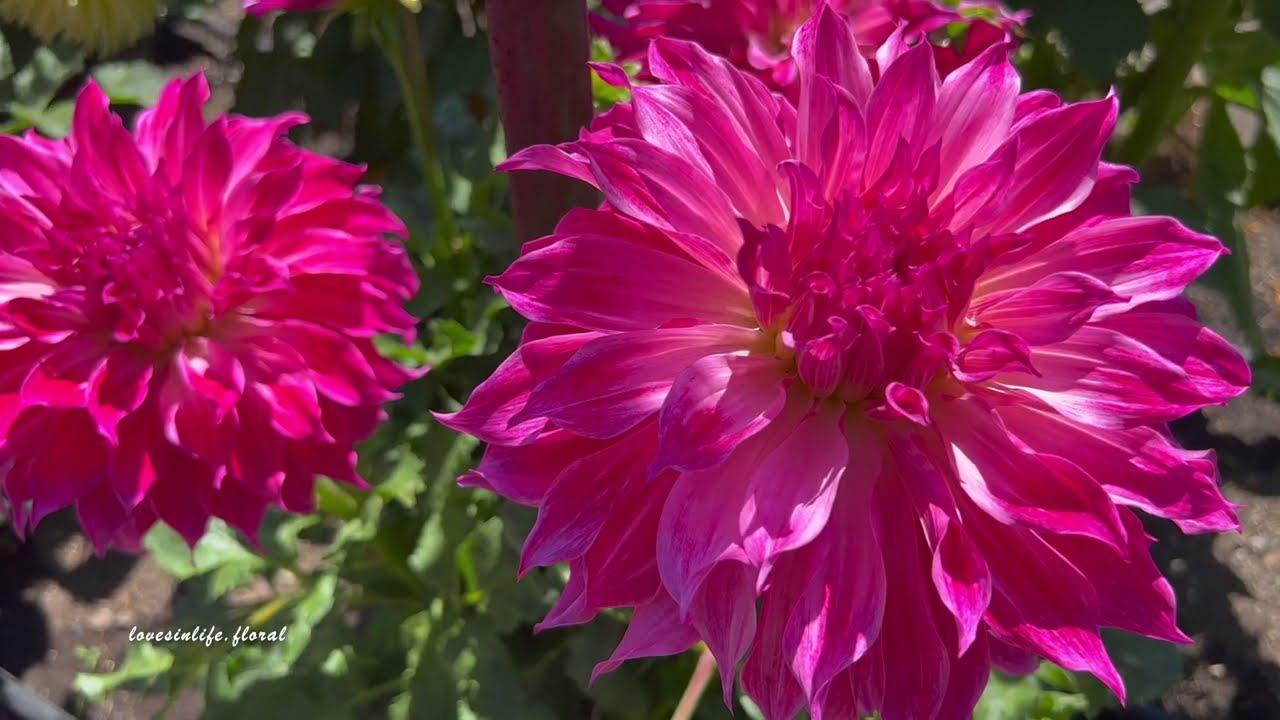 Point Defiance Dahlia Garden, Tacoma , Wa.  . ﾟ.𖥔˚｡·*·。*.𖥔˚ .𖥔˚･ 𖥔｡･｡°*. ﾟ.𖥔˚｡