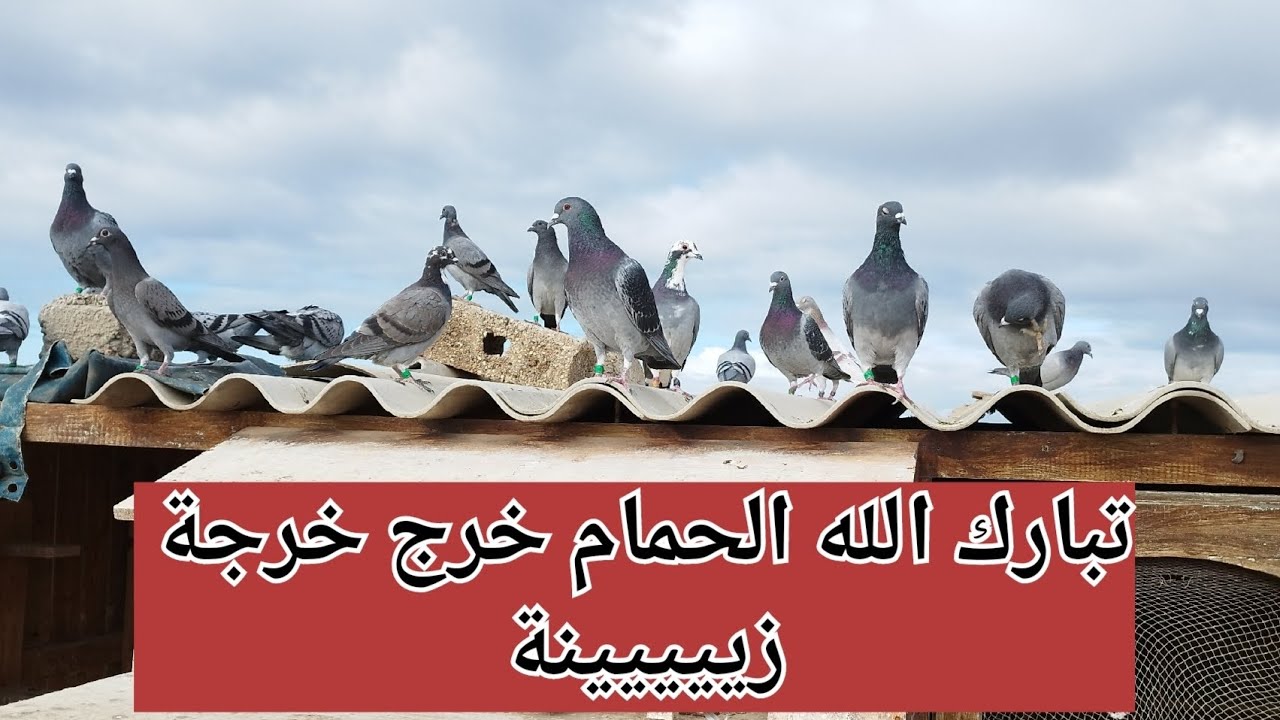 اش بان ليكم خوتي 🫡🫡🫡🤔🤔❤️🕊️