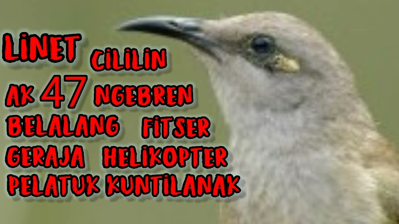 Masteran Burung Cucak Kombok Tembakan Cililin AK47 Belalang Helikopter Gereja Pelatuk Kuntilanak