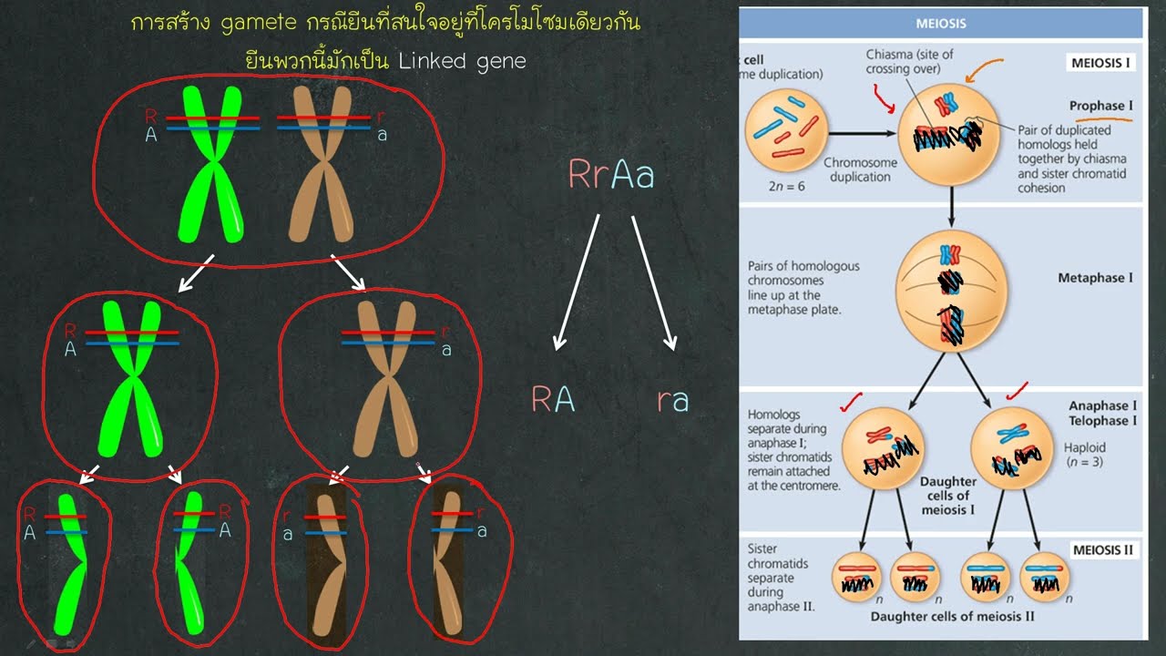 เฉลยข้อสอบเข้าค่าย สอวน ปี 66 ข้อ 11 : Linked gene และ การเกิด Incomplete linkage