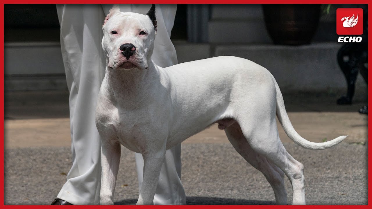 Full list of banned dog breeds in the UK